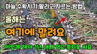 마늘수확시기 자르고 말리는방법 올해는 마늘을 방충망에 말려봅니다 마늘키우기