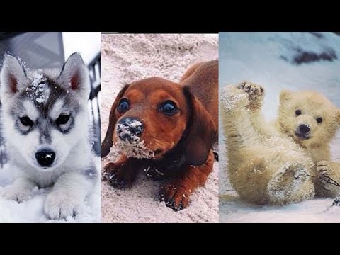 DOG VS SNOW 🐶🐶  SUPER FUNNY DOGS COMPILATION-_4