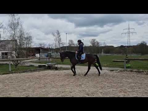 For Sale! 8 jährige Stute von Stakkato Gold x Coupe de Coeur