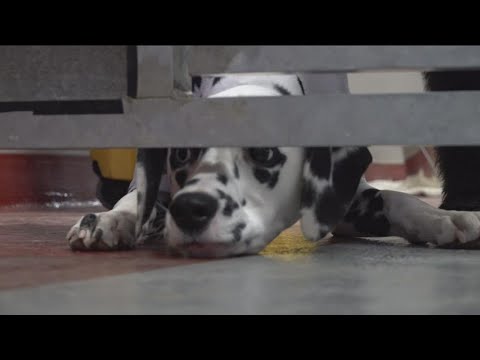 Veterinarian's guide to keeping your pets safe on Thanksgiving