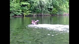 preview picture of video 'Moose swimming across Sabattus Lake, Maine, Maine Nature, Maine Moose on Sabbatus Pond'