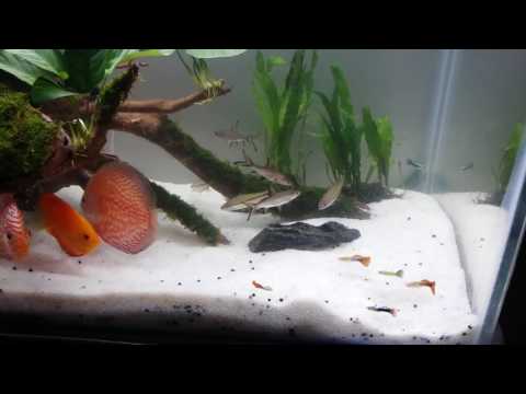 A beautiful hand made aquarium having Discus, Danny Sony, silver shark,Guppies and Asiatic