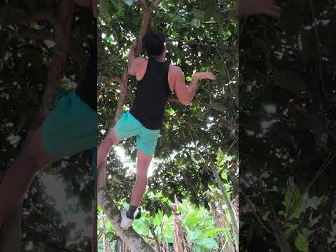 cómo se coje las guabas en Ecuador #manabi #elcarmen