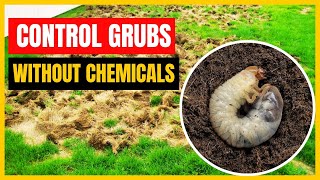 How to Get Rid of Grubs in Your Lawn? Super Effective Natural Solution