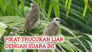Download lagu Suara burung trucukan pikat - suara trucukan ribut mp3 Download lagu Suara burung trucukan pikat - suara trucukan ribut mp3