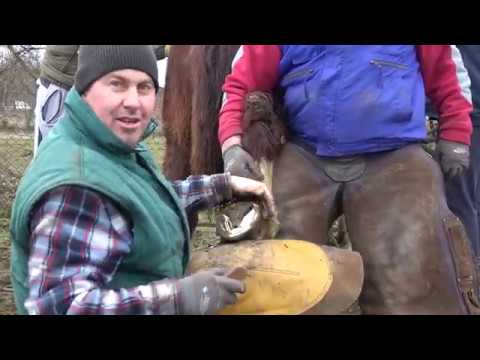 Manza Fly la curatat copitele cu potcovaru Dorin de la Sibiu - 2020 Nou!!!