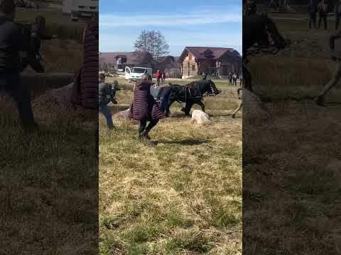 Concurs de tracțiune ! Domeniul Valea Merilor 🐴