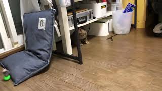 ルイの成長日記四日目 暑いにゃ〜ฅ•ω•ฅﾆｬｰ
