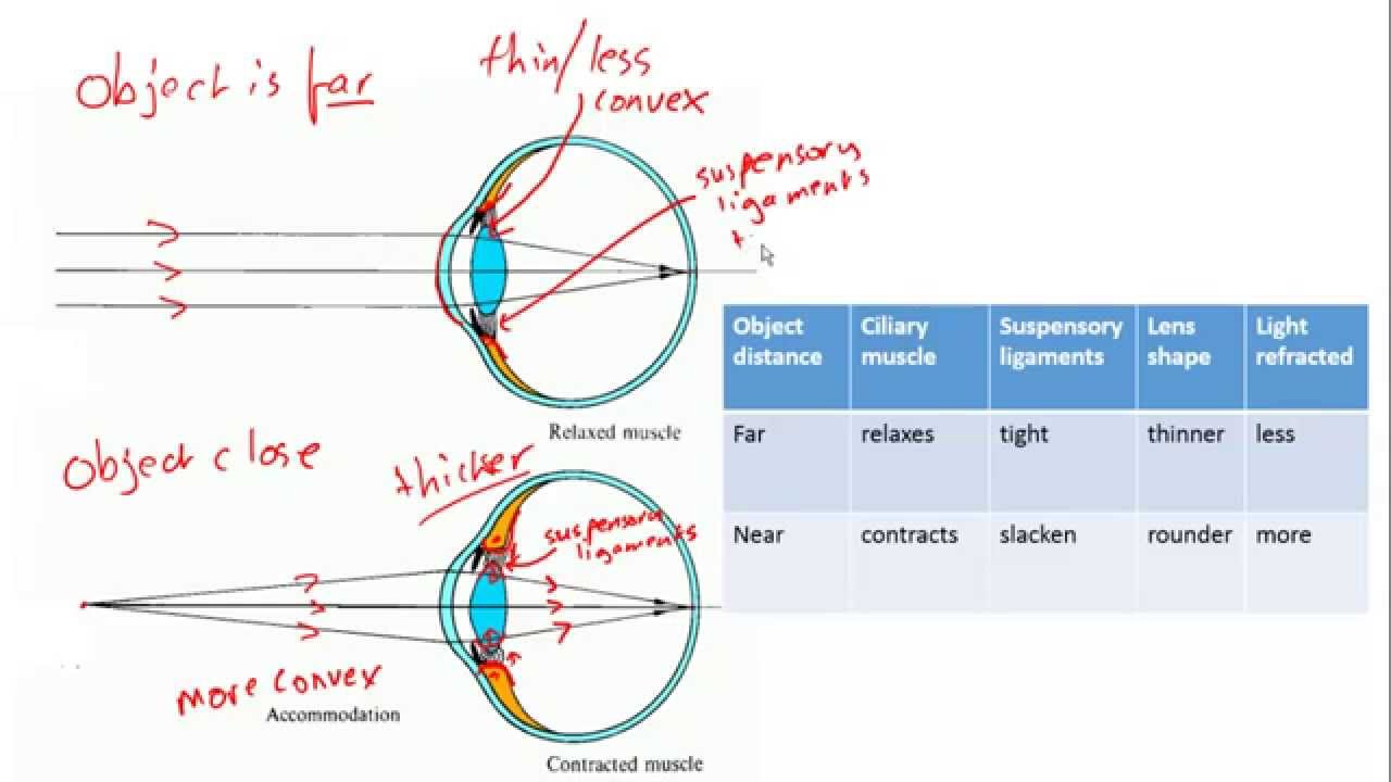 Accommodation in the eye (focussing) for IGCSE Biology