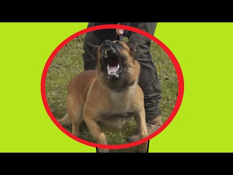 MALINOIS AGRESSIF ( HUMAINS - CHIENS - MALE & FEMELLE )