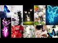 Beautiful Butterfly Wallpapers HD Pictures