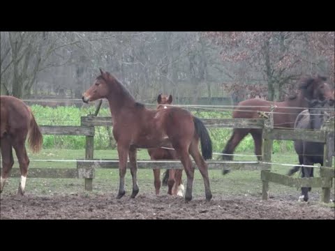 *2019 Hengst von Canoso - Quattro B