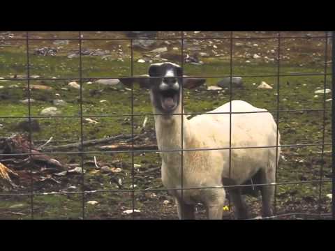 Florin Salam - Tu ai sa plangi ( CAPRA EDITION )