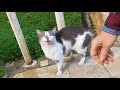 Cute Cat With A Grey Spot On Her Nose Started To Meow When She Saw Me