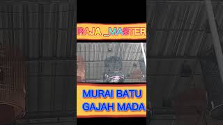 Download lagu MURAI BATU GAJAH MADA EDAN SAAT DI LOMBAKAN SUARA TEMBUS mp3