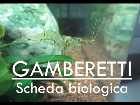 |Scheda BIOLOGICA| GAMBERETTI D'ACQUA DOLCE IN ACQUARIO. (Palaeomonetes antennarius)