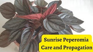 Peperomia Sunrise Care and Propagation
