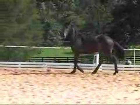 Friesian Sporthorse Filly- Bold and Forward!