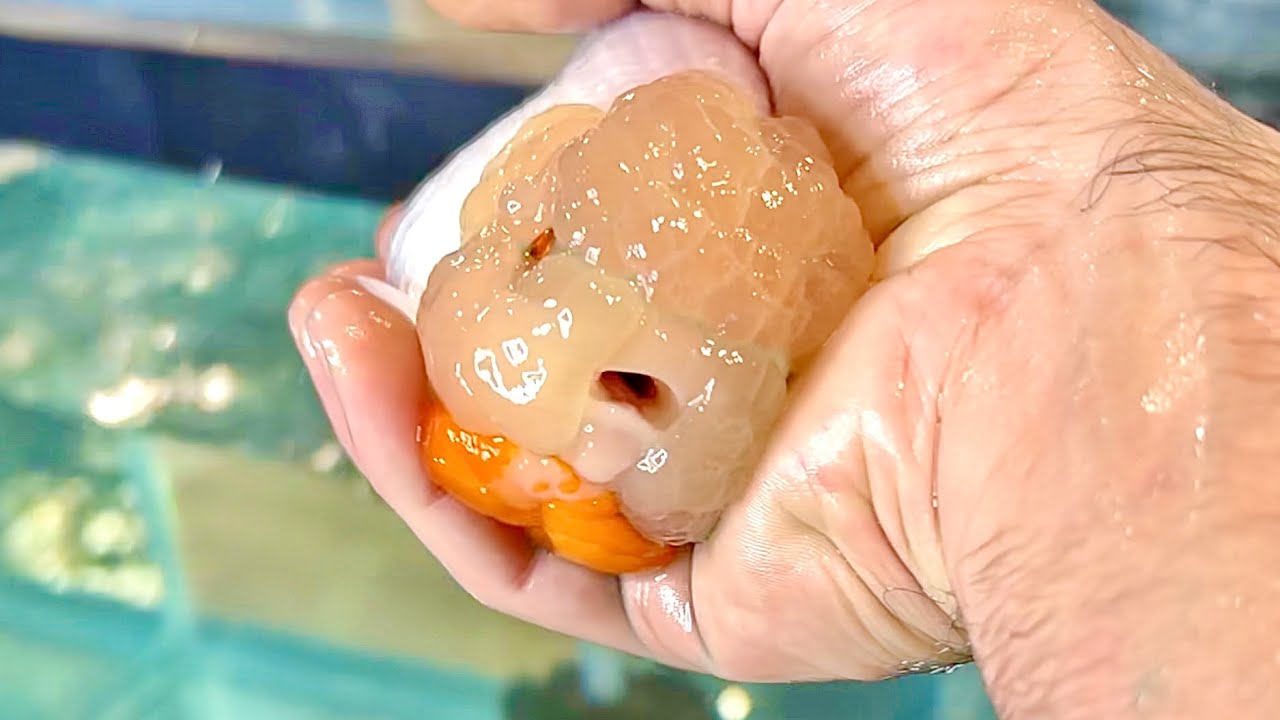 How to treat ammonia poisoning in goldfish? Tipseri