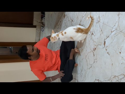 Krish asking Sachin to take him out #love #funny #cat #krish #pets 