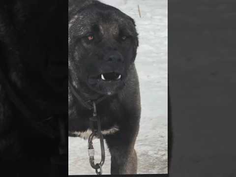 kangal dogs breeds ☠️ number 1 Dangerous dog breeds in the world #kangal #dog #viwes