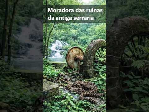 Cachoeira da antiga serraria ortigueira-pr #natureza #ruínas ruínas #mistério