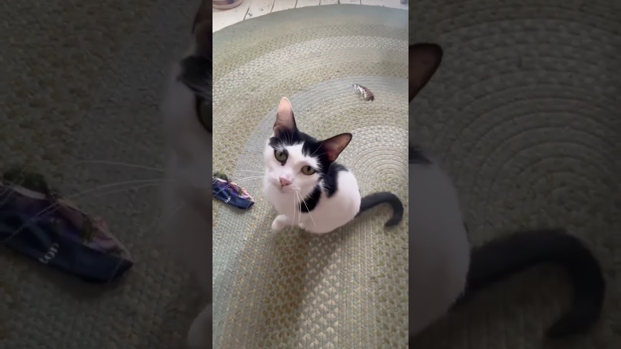 Enlarge Sonata, a Adoptable mixed breed in Groveland, MA video 6/6