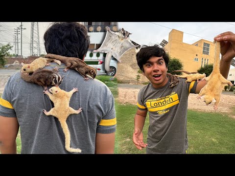 Flying Suger Glider Agea 😱 Surprise 😍