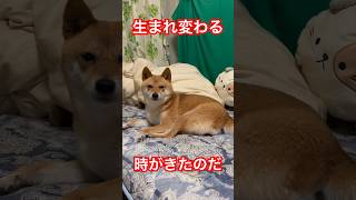 生まれ変わる時がきた豆柴 #shibainu #柴犬 #cute #犬のいる暮らし #換毛期