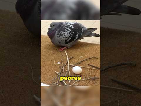 Las palomas hacen malos nidos por nuestra culpa