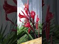 Kitna Haseen Hai Yeh Ak Sapna Fulon Ki Sahar Mein Ghar Apna Mountain Flowers