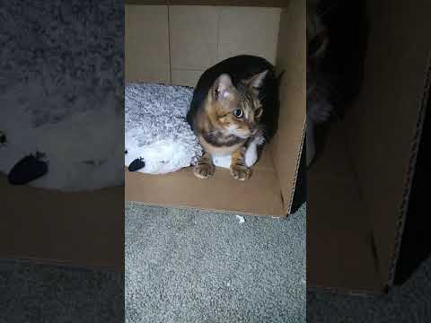 This is the Isabel and seana show with Eric