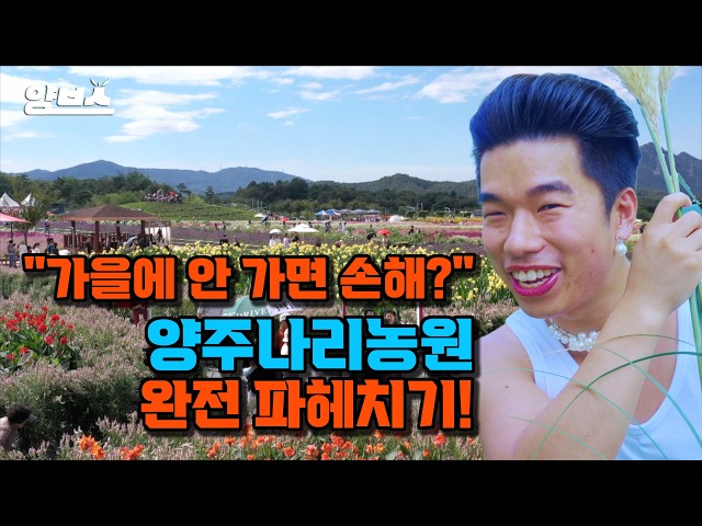 양주 천일홍 가을 페스타 YouTube 영상 썸네일