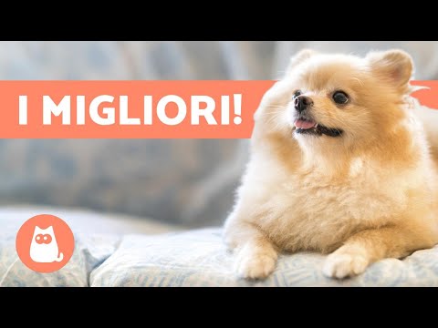 10 CANI da APPARTAMENTO 🏠