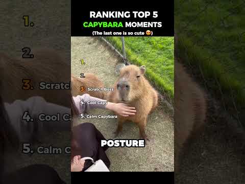 Ranking TOP 5 Capybara Moments