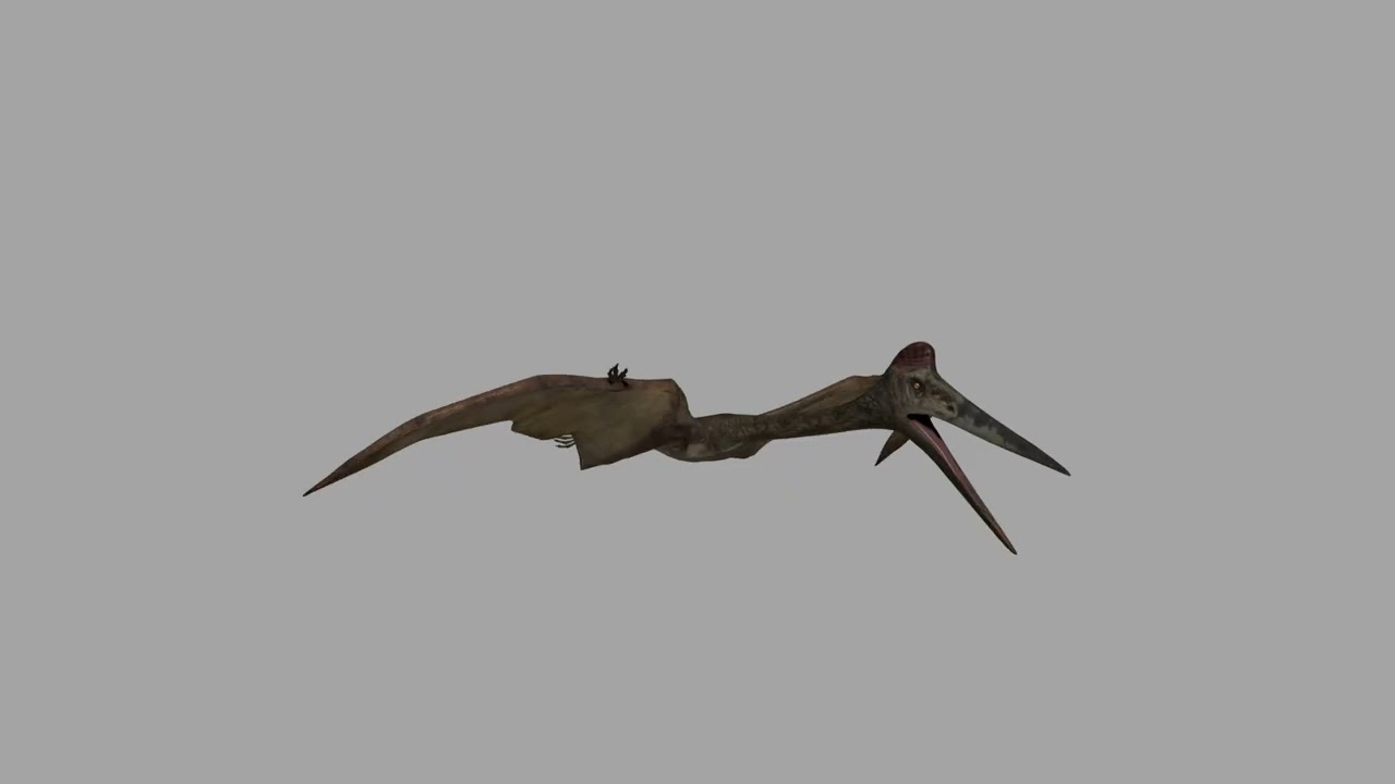 Quetzalcoatlus HD - 3d animated model 3D Model