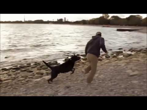 Like a Fool /  Robin Gibb ( Tradução)