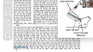 דף יומי מסכת חולין דף לב Daf yomi Masechet Chulin page 32  ע"י יוני גוטמן (שיעורי הדף היומי ב-20 דקות – מועבר ע"י ר' יוני גוטמן – לעילוי נשמת אביו ר' אלימלך צבי (צביקה) גוטמן ז"ל) - התמונה מוצגת ישירות מתוך אתר האינטרנט יוטיוב. זכויות היוצרים בתמונה שייכות ליוצרה. קישור קרדיט למקור התוכן נמצא בתוך דף הסרטון