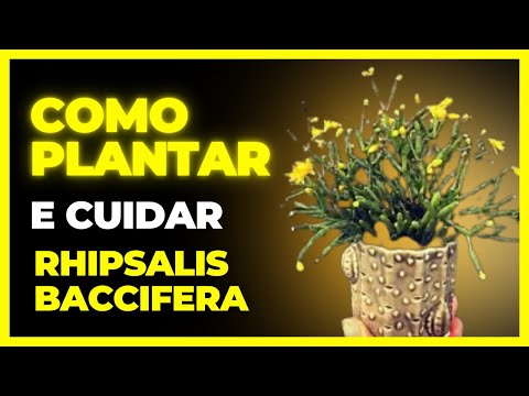 , title : 'Como Plantar e Cuidar da Rhipsalis baccifera #canal dark plantas'