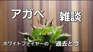 アガベ 雑談  with ホワイトファイヤー 低重心にしたい ラジオ　ポッドキャスト