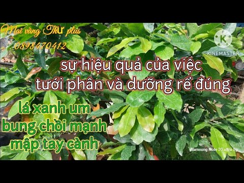 Chỉ 1 2gram phân với dưỡng rể đã thấy cây mai ghép phát triển hiệu quả