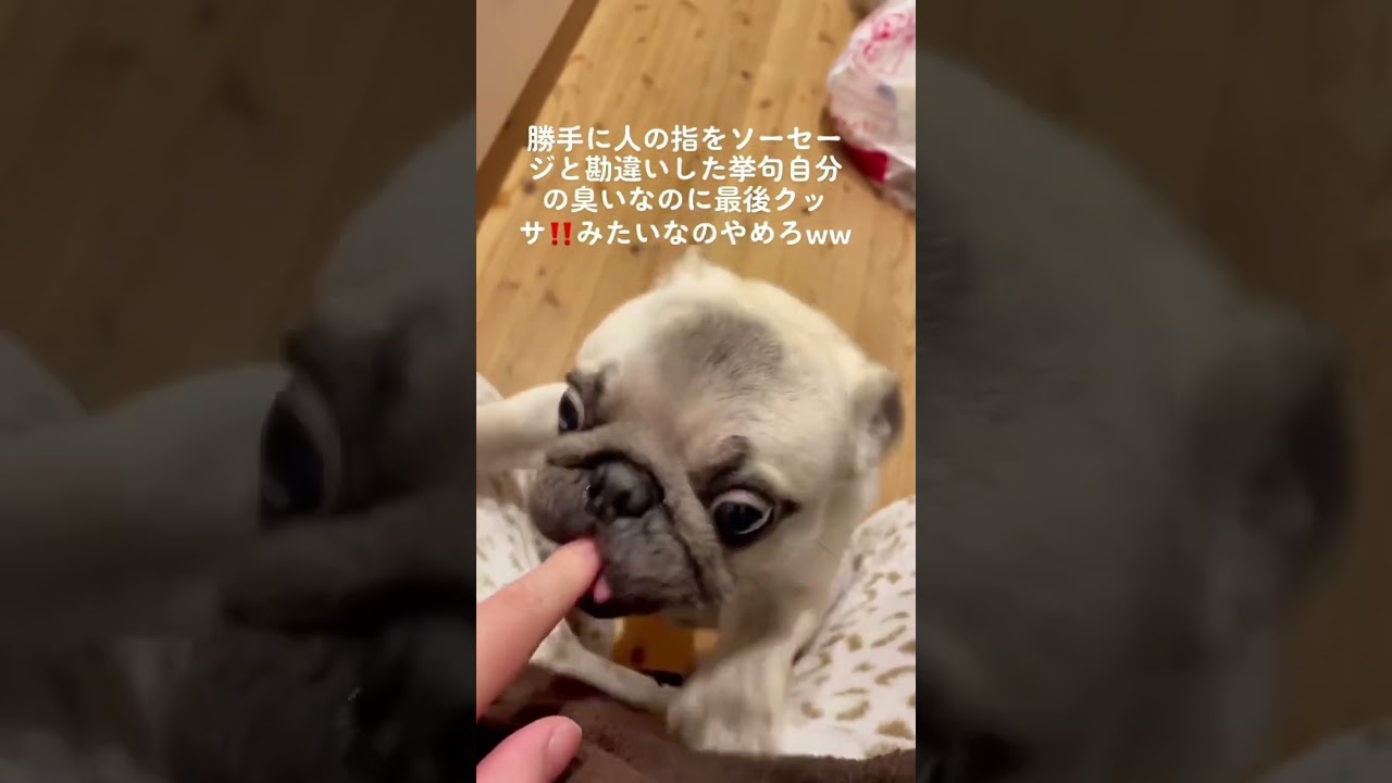 面白わんちゃんw