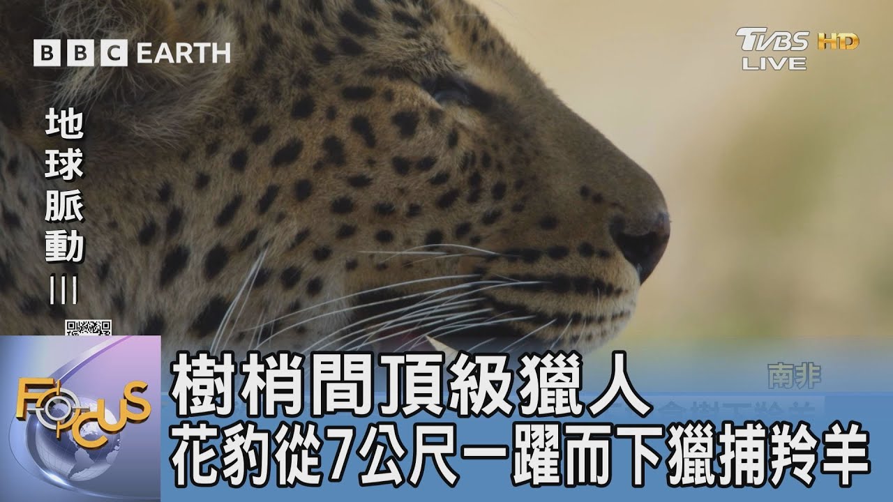 樹梢間頂級獵人花豹 從7公尺一躍而下獵捕羚羊