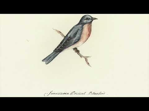 Video thumbnail for Bluebird
