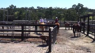 preview picture of video 'Sydney Horse Trail Riding'
