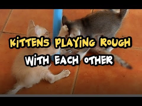 Kittens Playing Rough With Each Other
