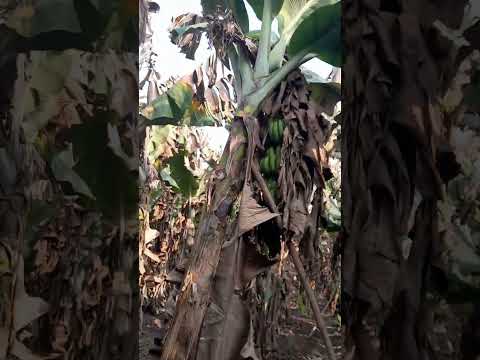 mahera kela suplayar 93408 22297