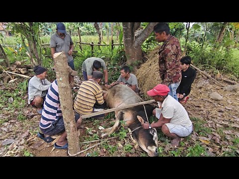 Traditional Bull to Ox Process in Nepal | Bahar to Goru | Rare Village Technique Revealed