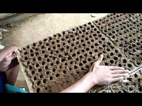 Obat tradisional untuk meningkatkan anggota Untuk potensi akar ginseng