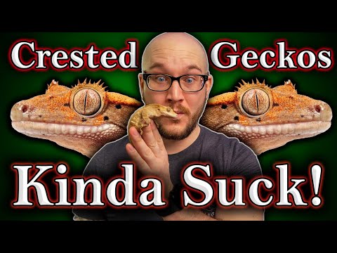 DO NOT Get A Crested Gecko! 3 Reasons Why and 3 Better Lizards For You!